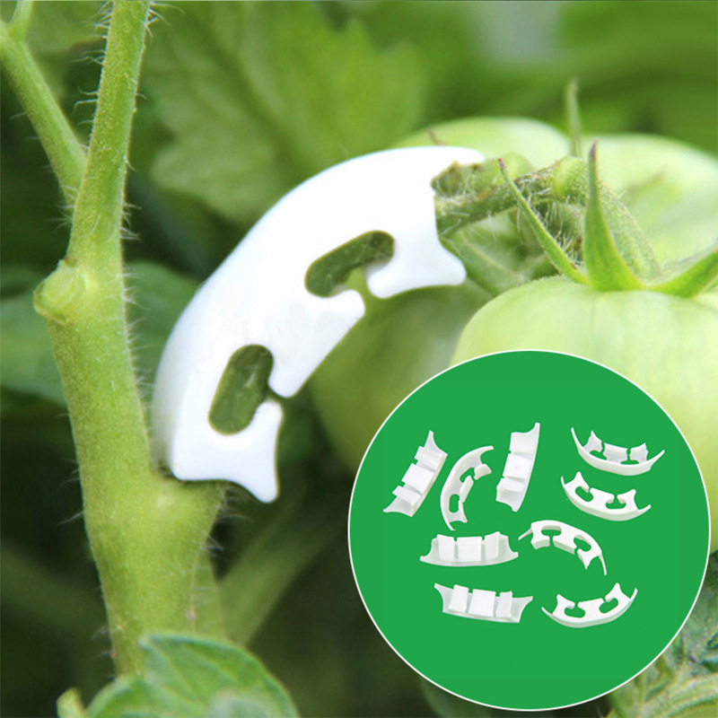 50/100pcs Botany-stem Vine Str - Gardening Tools Bundle ulasan dan harga