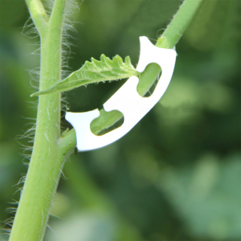 50/100pcs Botany-stem Vine Str - Gardening Tools Bundle ulasan dan harga