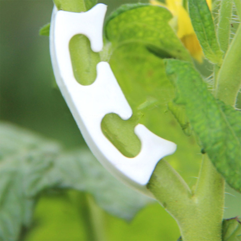 50/100pcs Botany-stem Vine Str - Gardening Tools Bundle ulasan dan harga